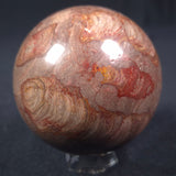 LINELLA AVIS STROMATOLITE, Proterozoic, Australia ZSS010