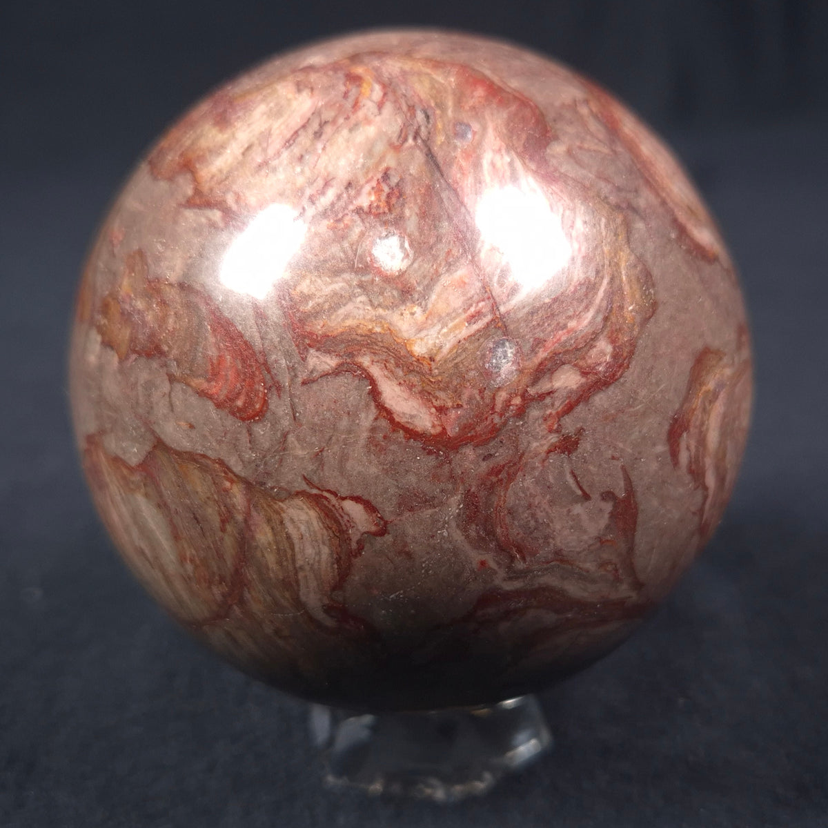 LINELLA AVIS STROMATOLITE, Proterozoic, Australia ZSS010