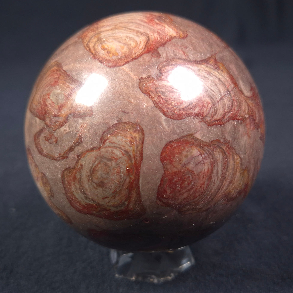 LINELLA AVIS STROMATOLITE, Proterozoic, Australia ZSS010