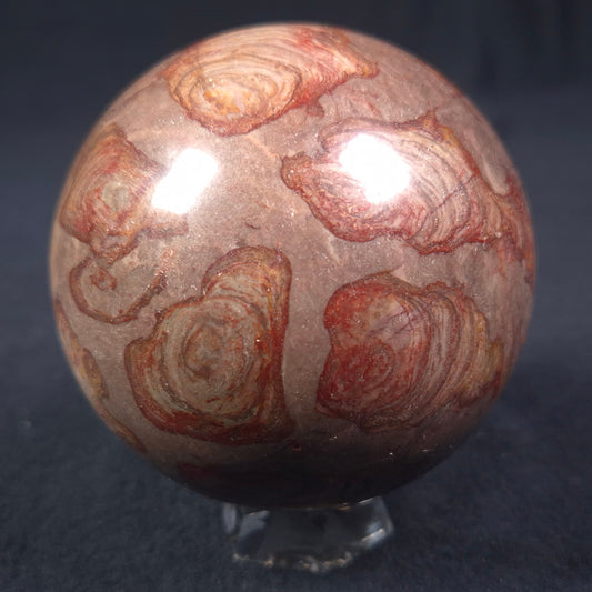 LINELLA AVIS STROMATOLITE, Proterozoic, Australia ZSS010