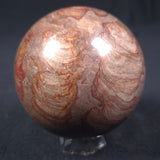 LINELLA AVIS STROMATOLITE, Proterozoic, Australia ZSS010