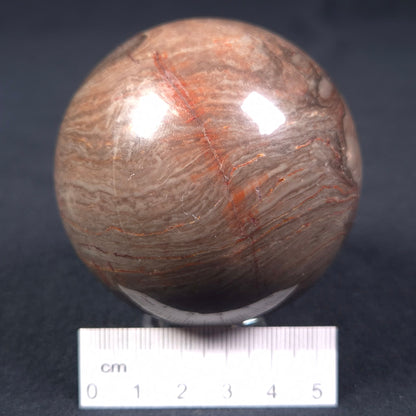 LINELLA AVIS STROMATOLITE, Proterozoic, Australia ZSS009