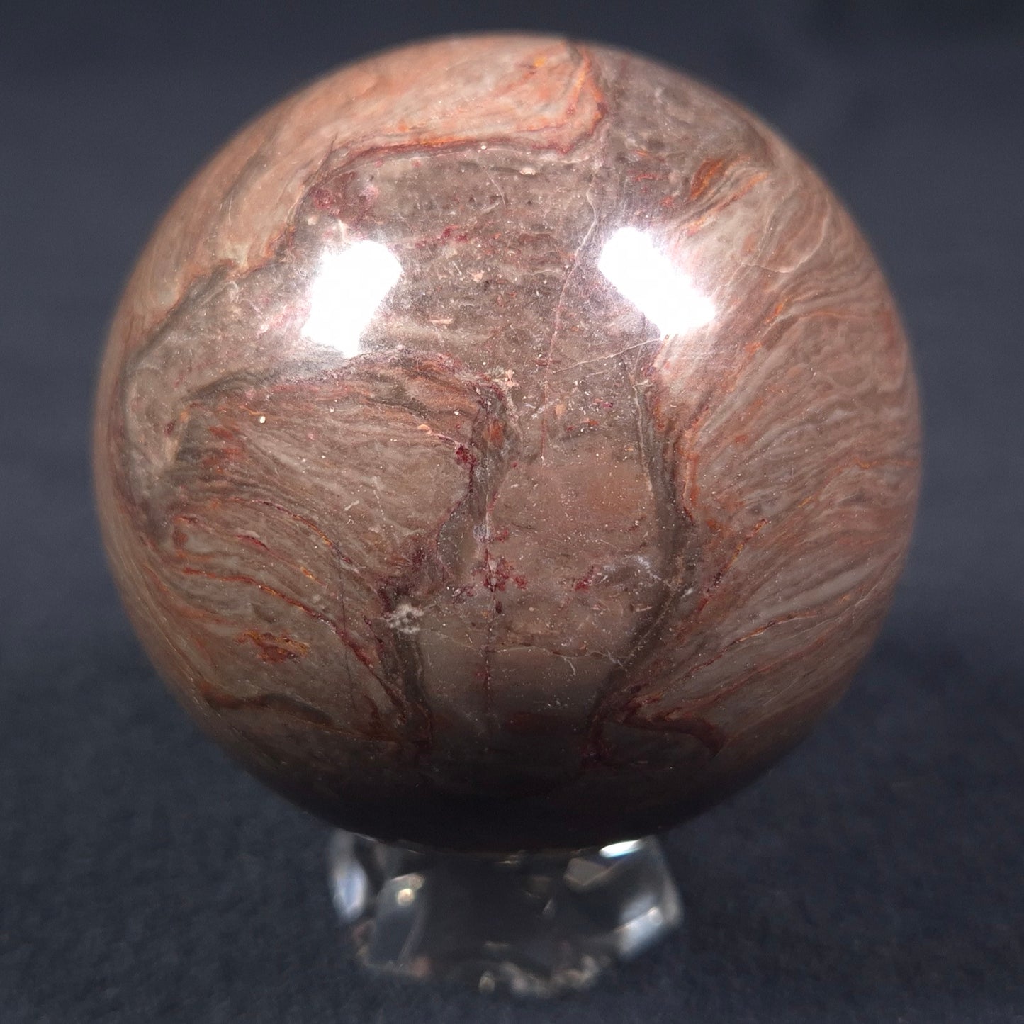 LINELLA AVIS STROMATOLITE, Proterozoic, Australia ZSS009