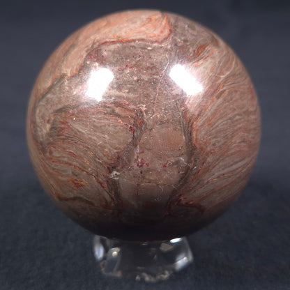 LINELLA AVIS STROMATOLITE, Proterozoic, Australia ZSS009