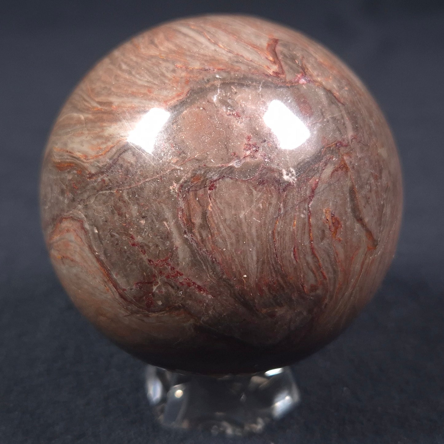 LINELLA AVIS STROMATOLITE, Proterozoic, Australia ZSS009