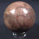 LINELLA AVIS STROMATOLITE, Proterozoic, Australia ZSS009