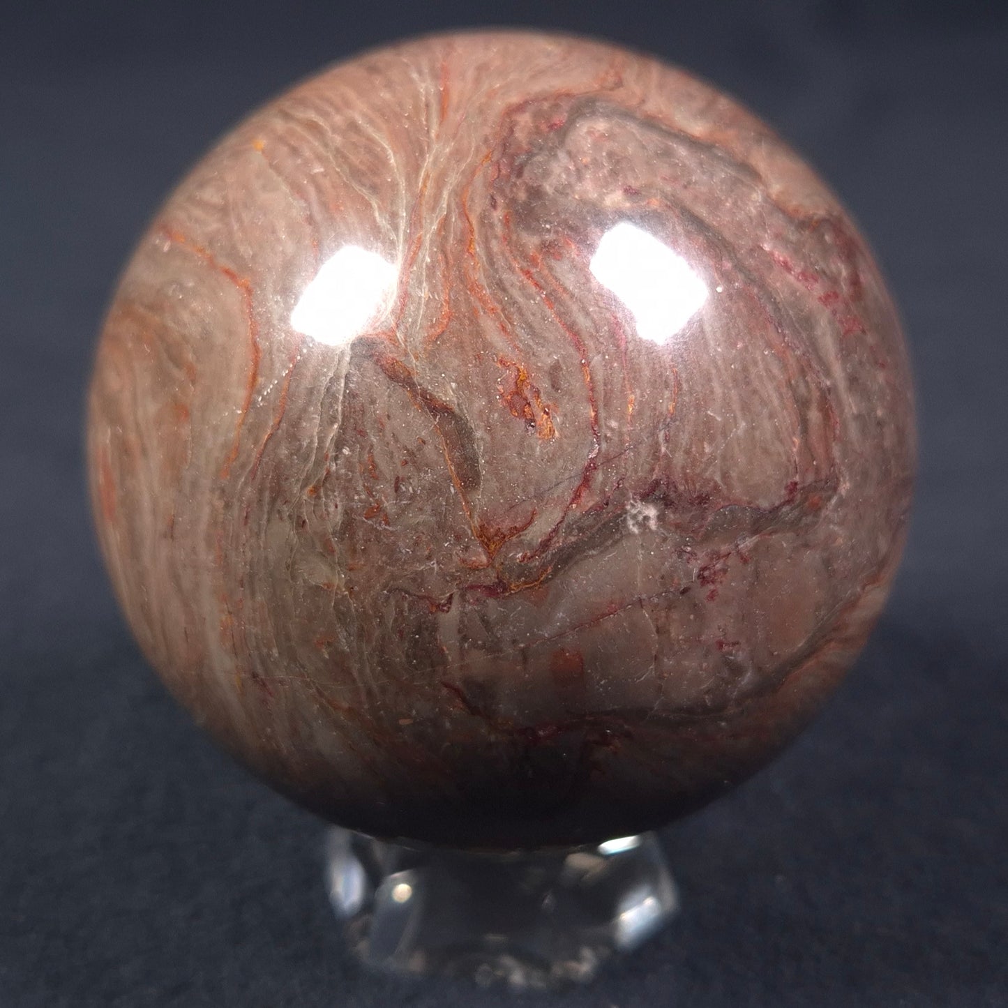 LINELLA AVIS STROMATOLITE, Proterozoic, Australia ZSS009