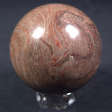 LINELLA AVIS STROMATOLITE, Proterozoic, Australia ZSS009