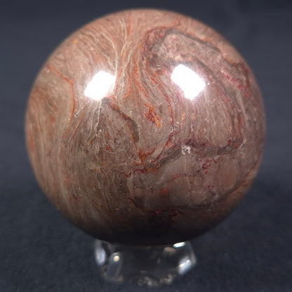 LINELLA AVIS STROMATOLITE, Proterozoic, Australia ZSS009