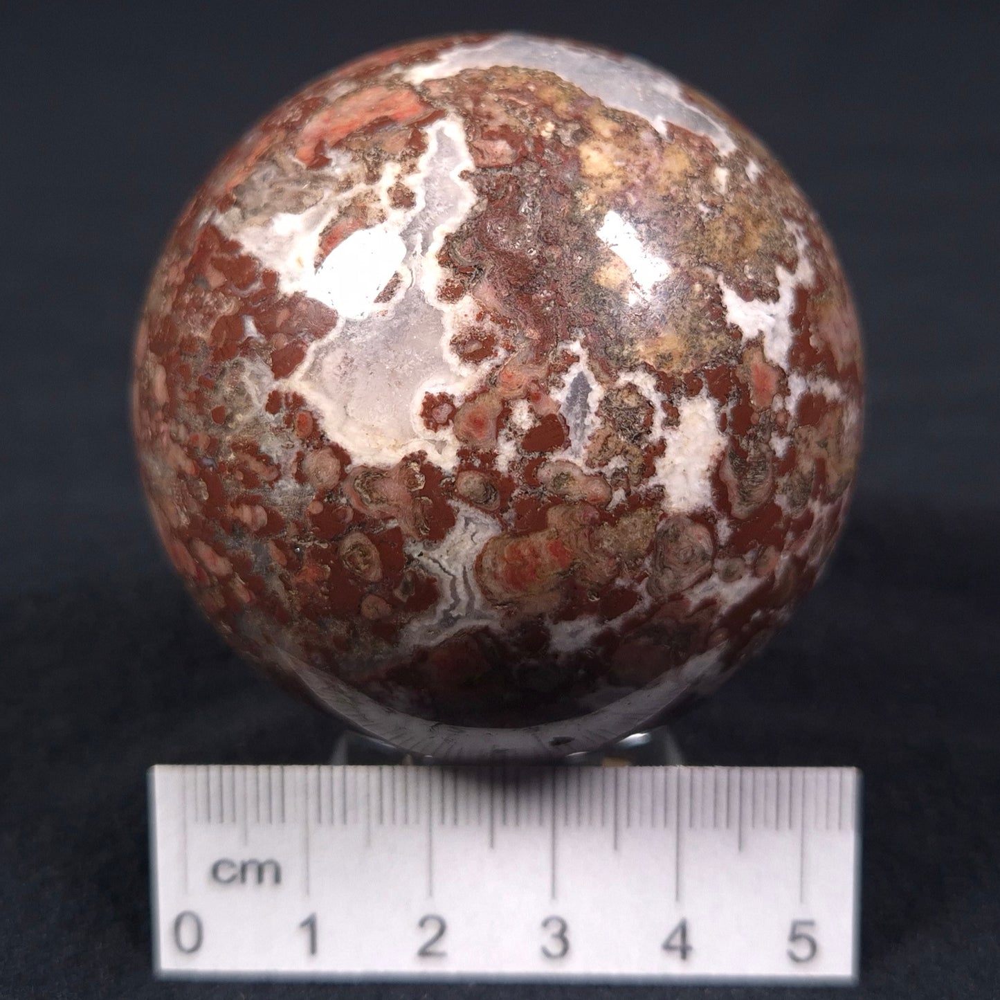 MADIGANITES MAWSONI STROMATOLITE, Cambrian, Australia ZSS013