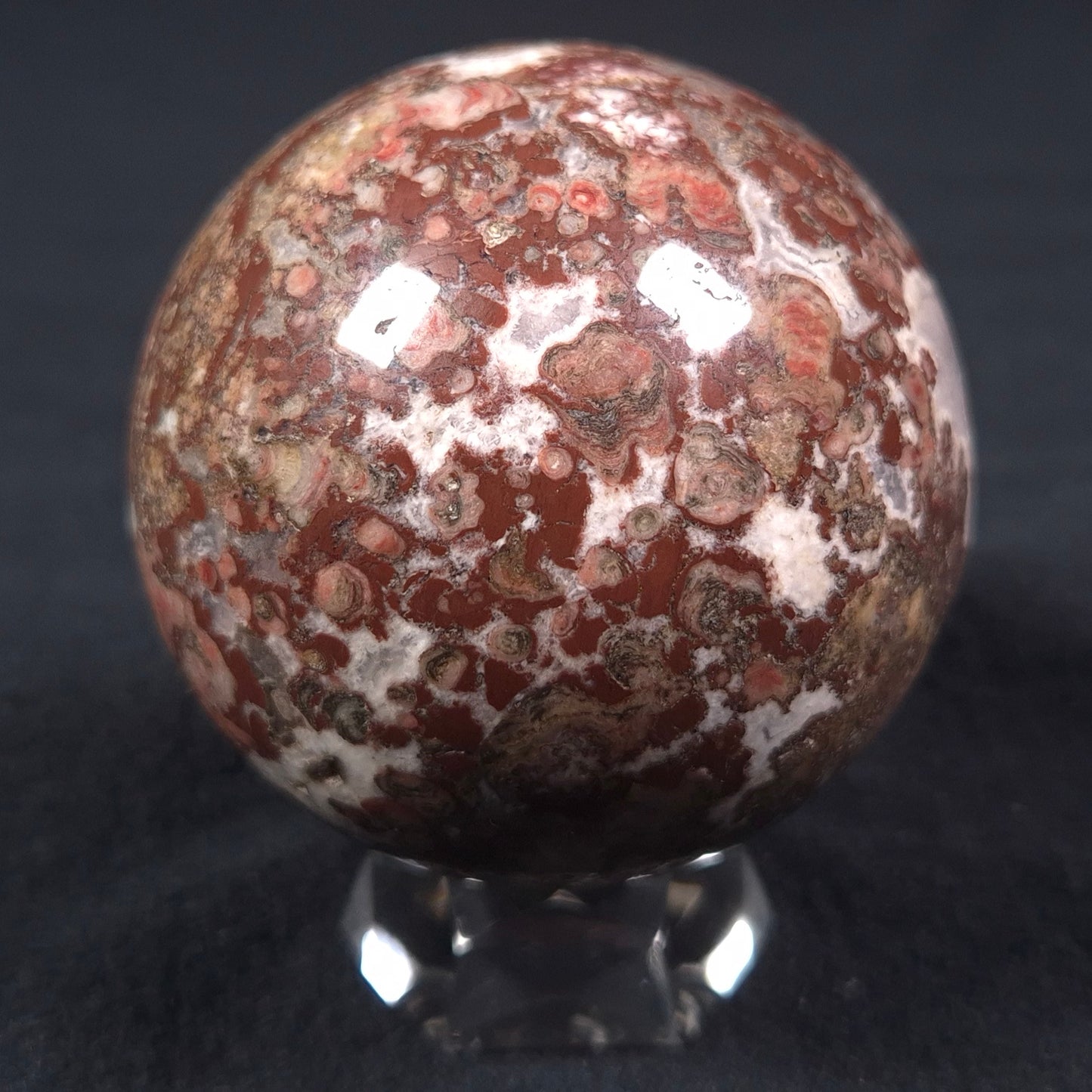 MADIGANITES MAWSONI STROMATOLITE, Cambrian, Australia ZSS013
