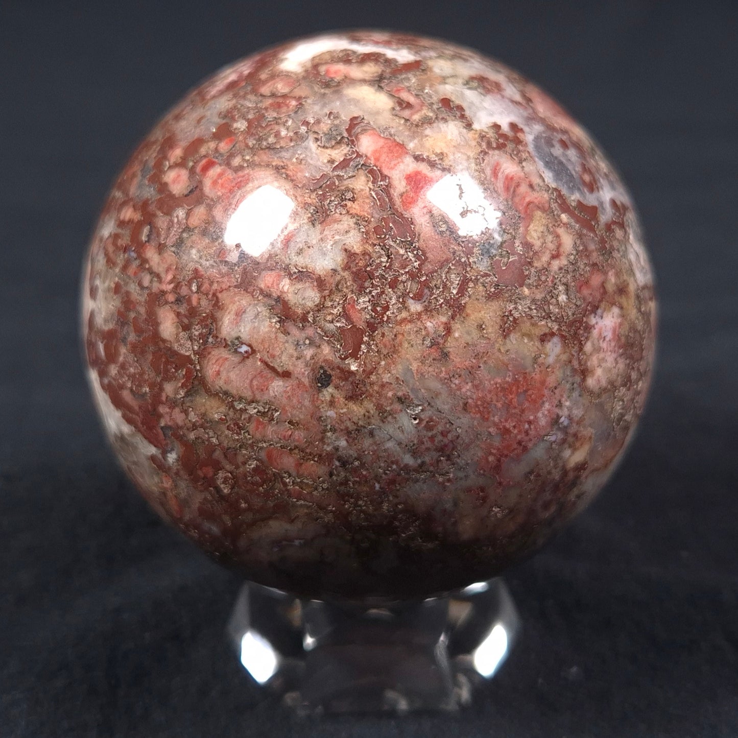MADIGANITES MAWSONI STROMATOLITE, Cambrian, Australia ZSS013