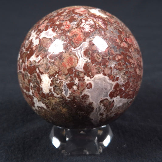 MADIGANITES MAWSONI STROMATOLITE, Cambrian, Australia ZSS013