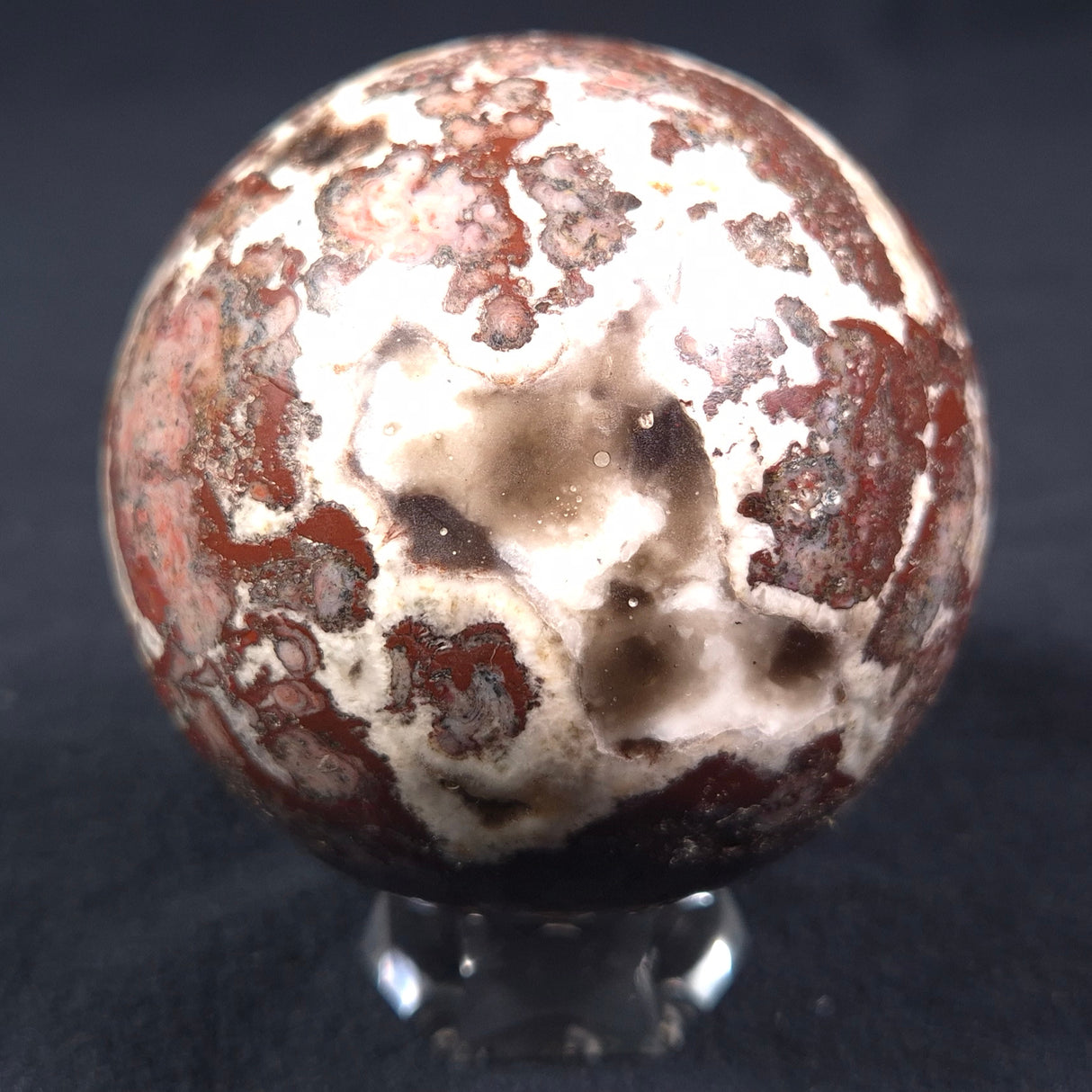 MADIGANITES MAWSONI STROMATOLITE, Cambrian, Australia ZSS014