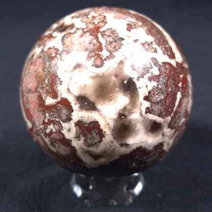 MADIGANITES MAWSONI STROMATOLITE, Cambrian, Australia ZSS014