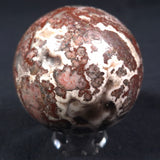 MADIGANITES MAWSONI STROMATOLITE, Cambrian, Australia ZSS014