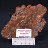 MADIGANITES MAWSONI STROMATOLITE, Cambrian, Australia ZMM001