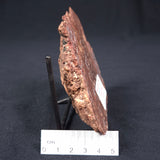 MADIGANITES MAWSONI STROMATOLITE, Cambrian, Australia ZMM001