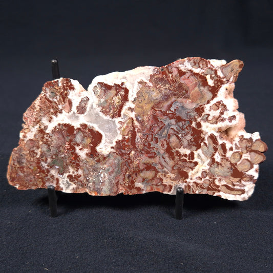 MADIGANITES MAWSONI STROMATOLITE, Cambrian, Australia ZMM002