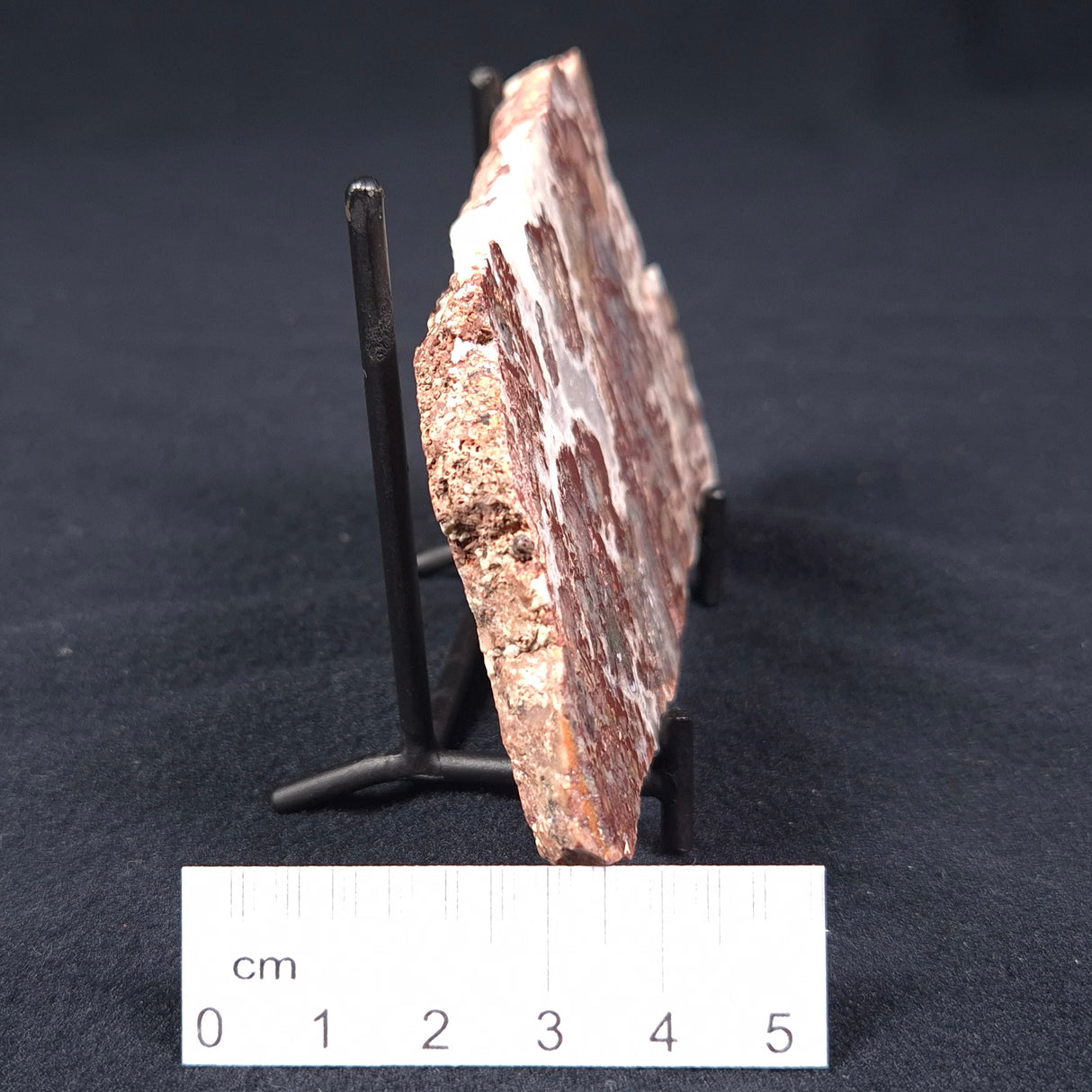 MADIGANITES MAWSONI STROMATOLITE, Cambrian, Australia ZMM002