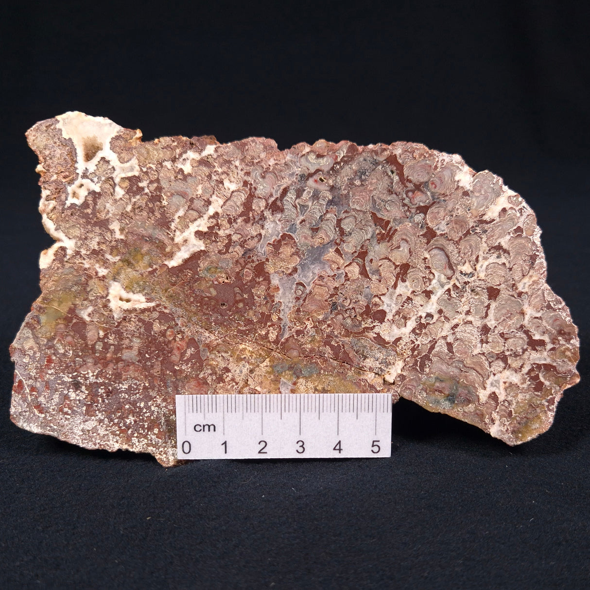 MADIGANITES MAWSONI STROMATOLITE, Cambrian, Australia ZMM003