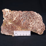 MADIGANITES MAWSONI STROMATOLITE, Cambrian, Australia ZMM003