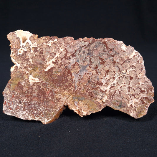 MADIGANITES MAWSONI STROMATOLITE, Cambrian, Australia ZMM003