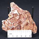 MADIGANITES MAWSONI STROMATOLITE, Cambrian, Australia ZMM004