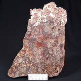 MADIGANITES MAWSONI STROMATOLITE, Cambrian, Australia ZMM005