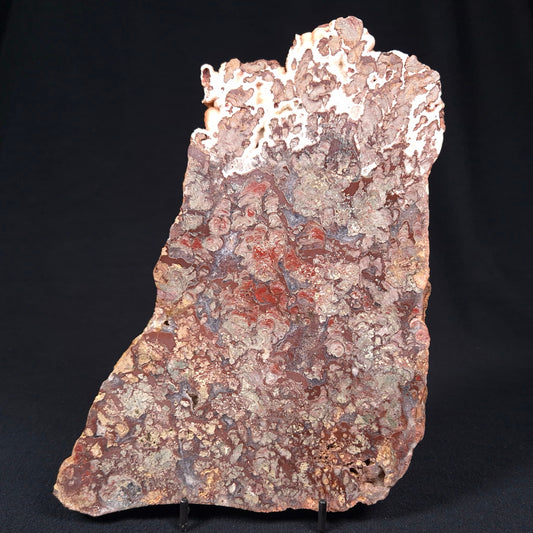 MADIGANITES MAWSONI STROMATOLITE, Cambrian, Australia ZMM005
