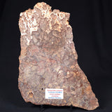 MADIGANITES MAWSONI STROMATOLITE, Cambrian, Australia ZMM005