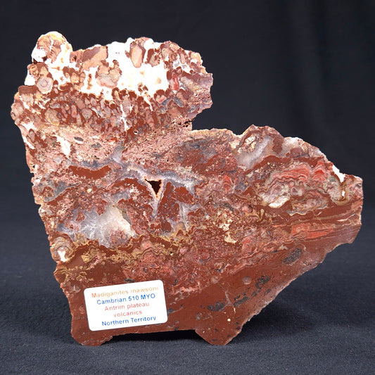 MADIGANITES MAWSONI STROMATOLITE, Cambrian, Australia ZMM006