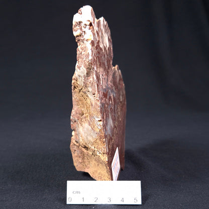 MADIGANITES MAWSONI STROMATOLITE, Cambrian, Australia ZMM006