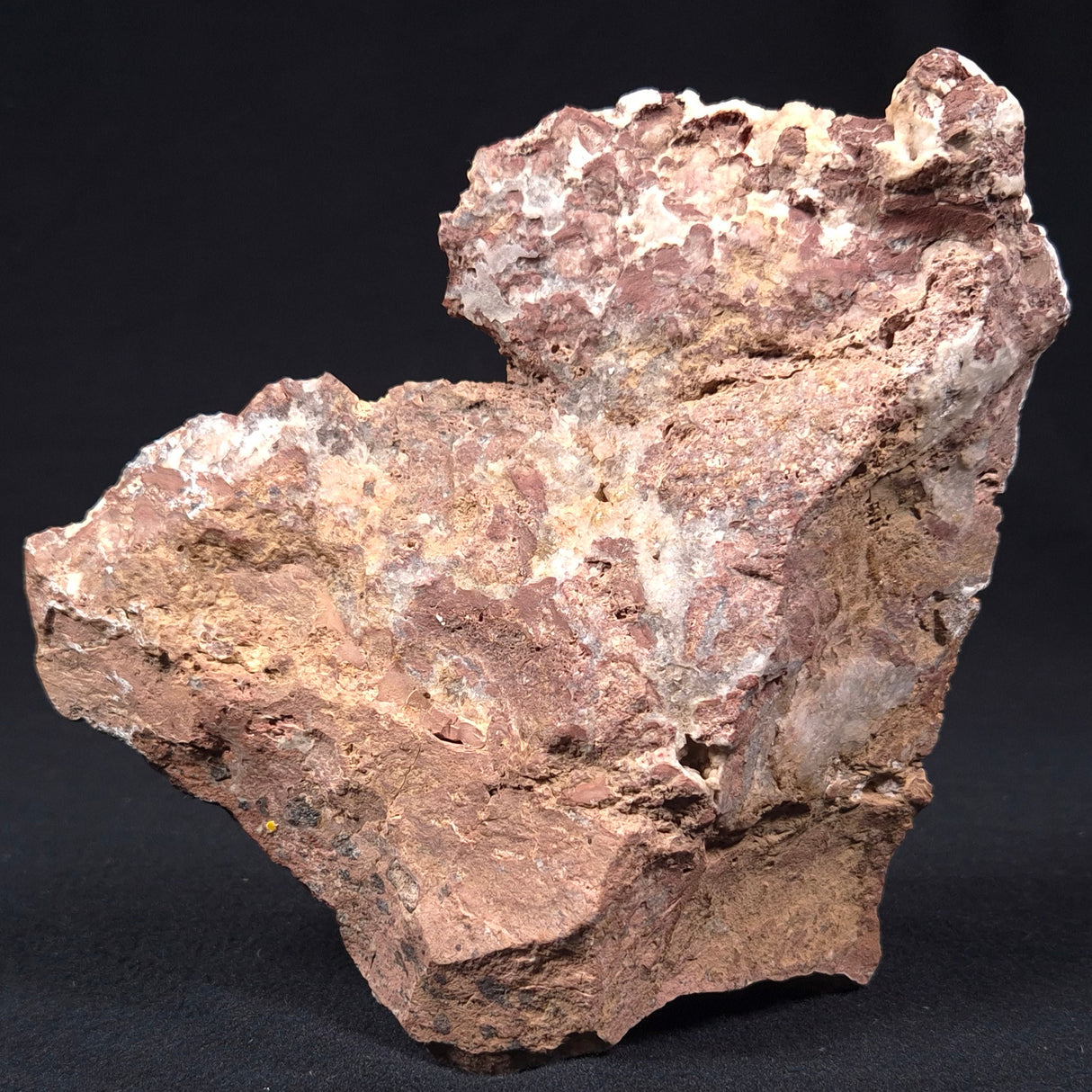 MADIGANITES MAWSONI STROMATOLITE, Cambrian, Australia ZMM006