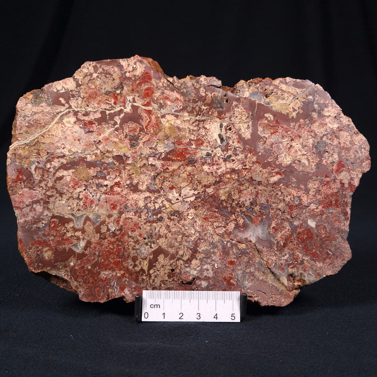 MADIGANITES MAWSONI STROMATOLITE, Cambrian, Australia ZMM009