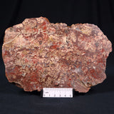 MADIGANITES MAWSONI STROMATOLITE, Cambrian, Australia ZMM009