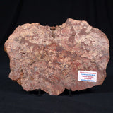 MADIGANITES MAWSONI STROMATOLITE, Cambrian, Australia ZMM009