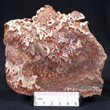 MADIGANITES MAWSONI STROMATOLITE, Cambrian, Australia ZMM008