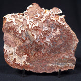MADIGANITES MAWSONI STROMATOLITE, Cambrian, Australia ZMM008