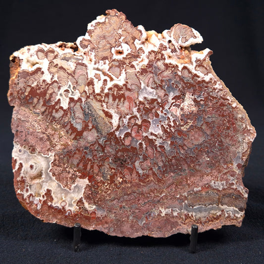 MADIGANITES MAWSONI STROMATOLITE, Cambrian, Australia ZMM008