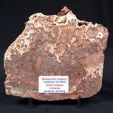 MADIGANITES MAWSONI STROMATOLITE, Cambrian, Australia ZMM008