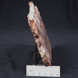 MADIGANITES MAWSONI STROMATOLITE, Cambrian, Australia ZMM008