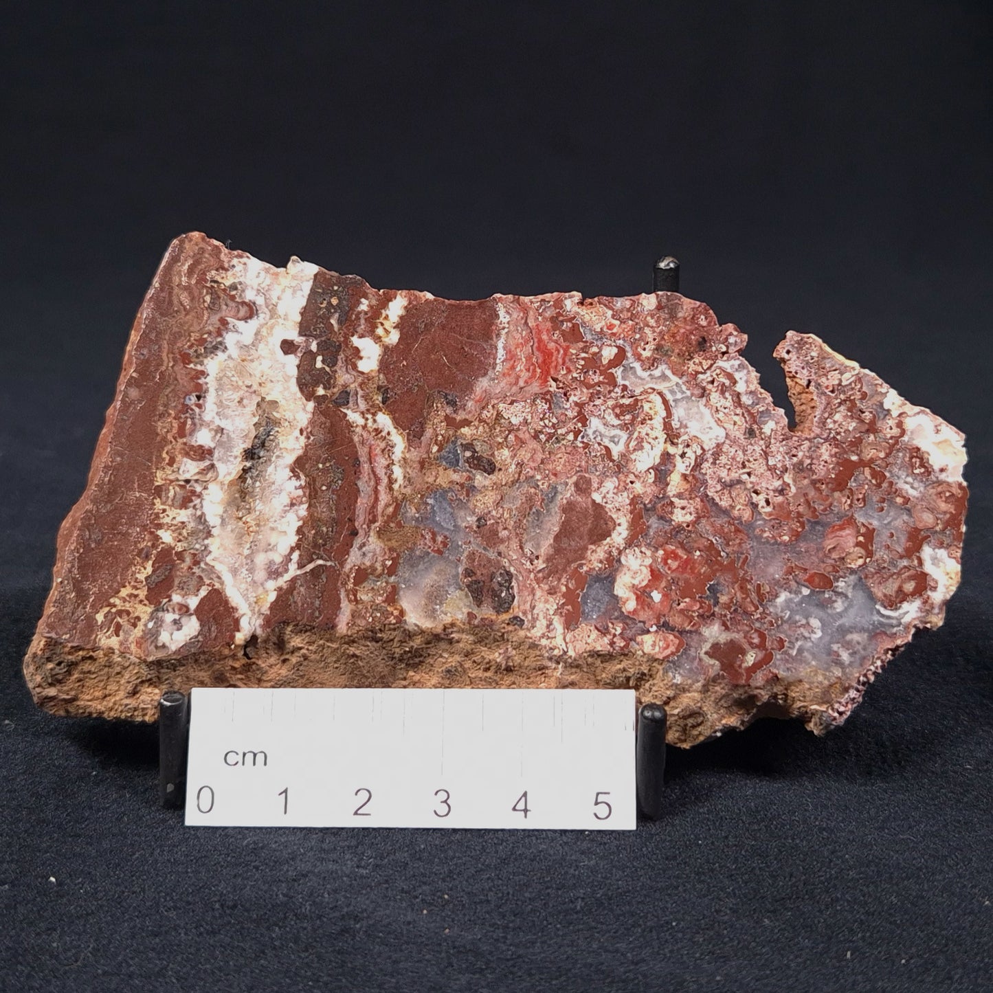 Madiganites Mawsoni Stromatolite Polished ZMM007