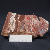 MADIGANITES MAWSONI STROMATOLITE, Cambrian, Australia ZMM007