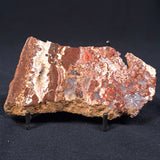 MADIGANITES MAWSONI STROMATOLITE, Cambrian, Australia ZMM007