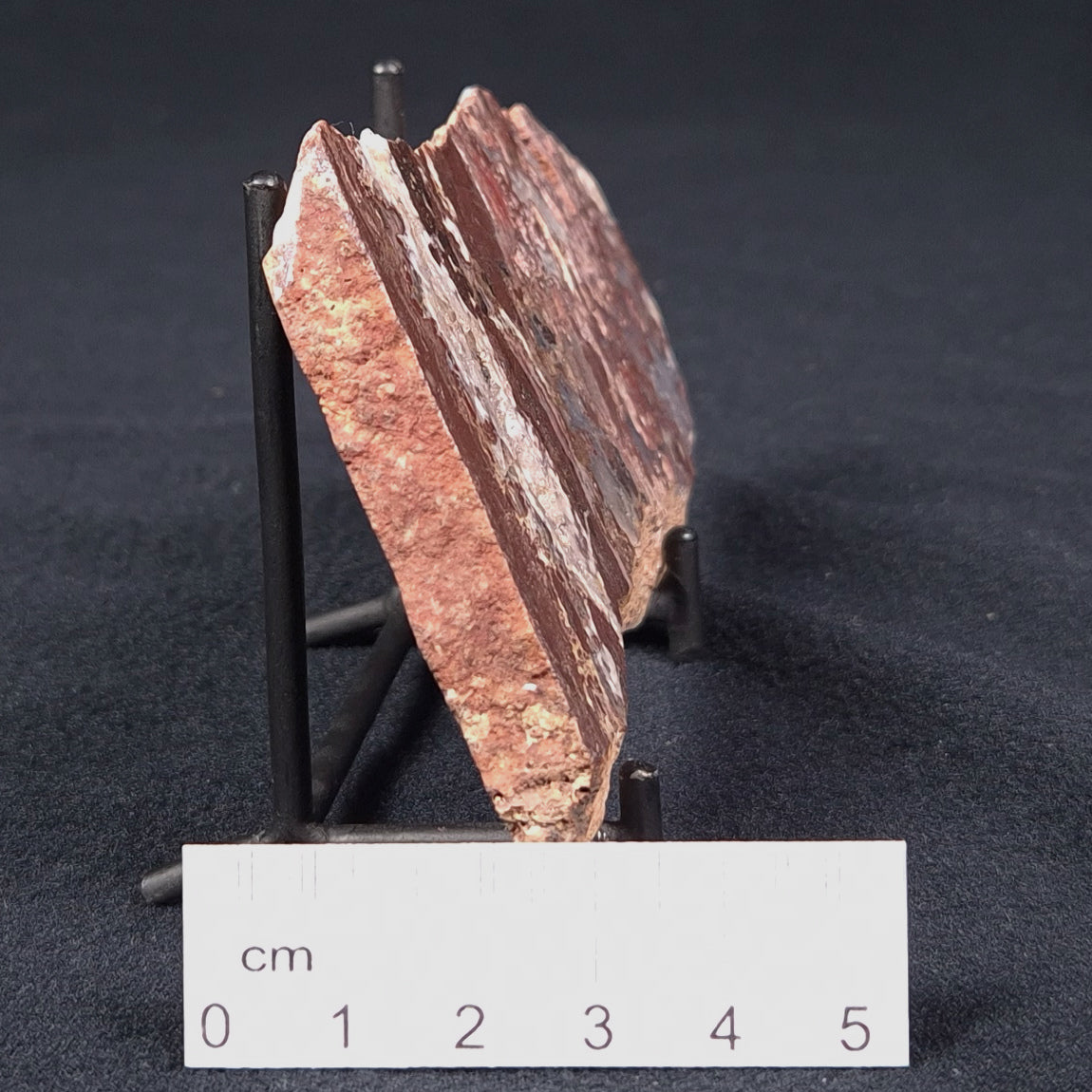 Madiganites Mawsoni Stromatolite Polished ZMM007