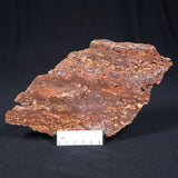 MADIGANITES MAWSONI STROMATOLITE, Cambrian, Australia ZMM010