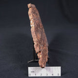 MADIGANITES MAWSONI STROMATOLITE, Cambrian, Australia ZMM010