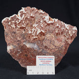 MADIGANITES MAWSONI STROMATOLITE, Cambrian, Australia ZMM011