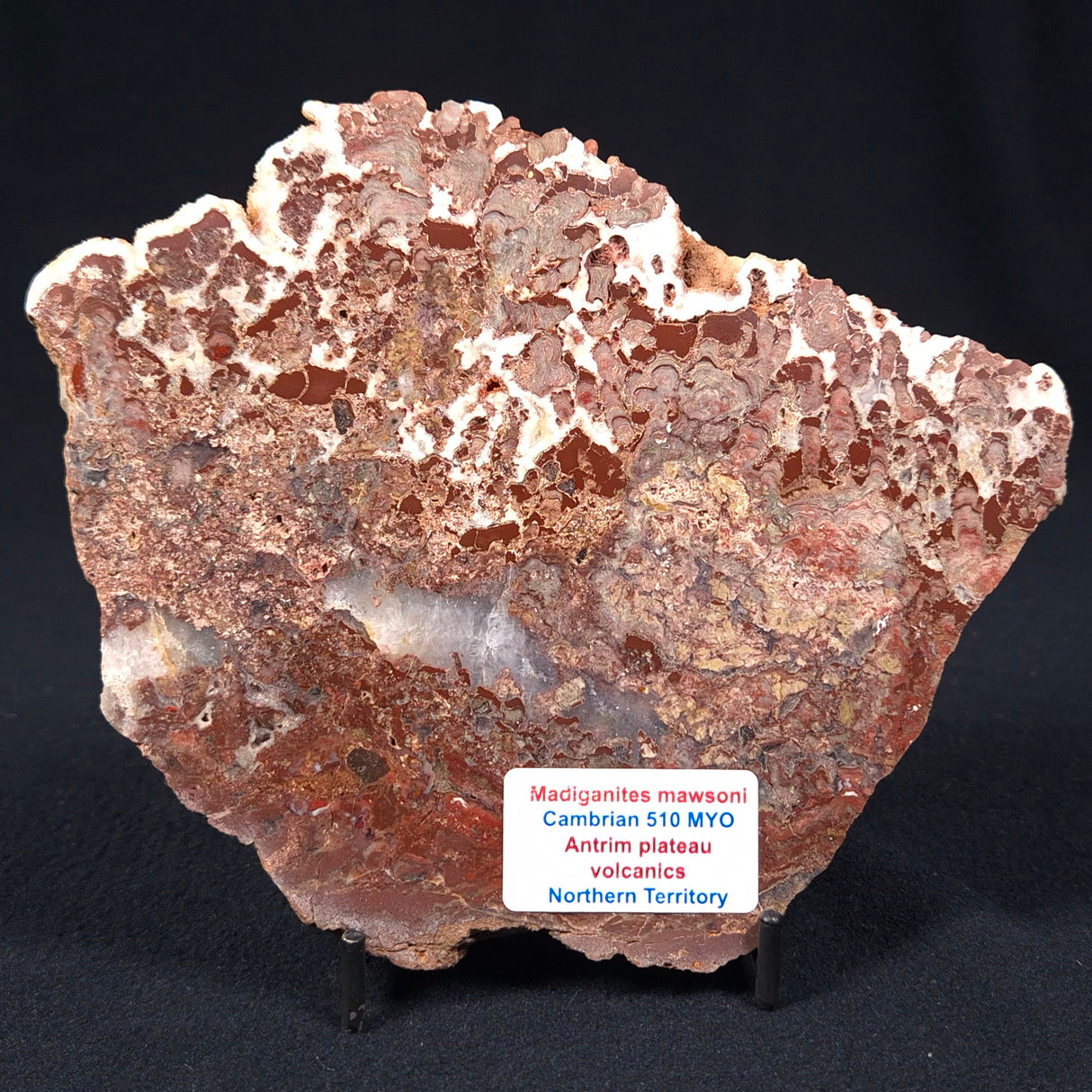 MADIGANITES MAWSONI STROMATOLITE, Cambrian, Australia ZMM011